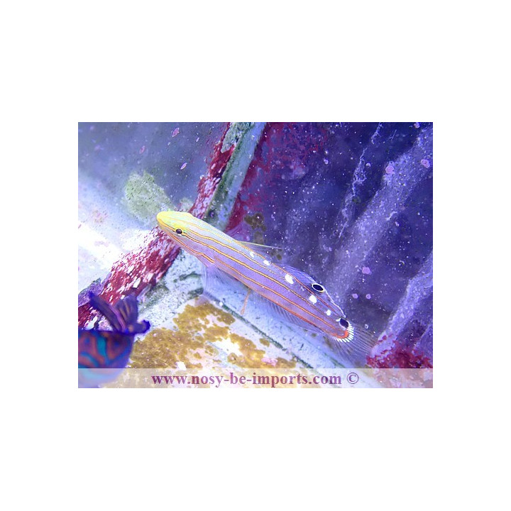 Amblygobius rainfordi