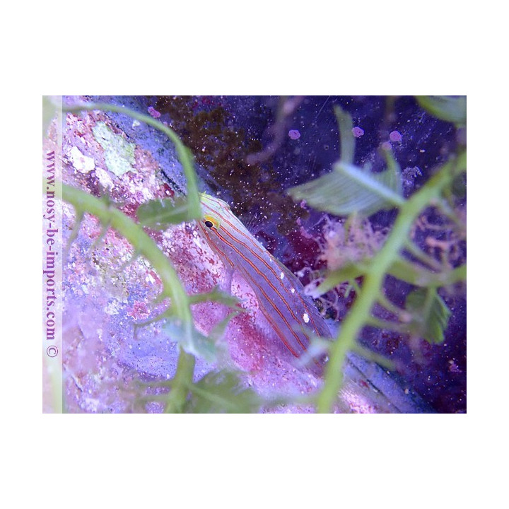 Amblygobius rainfordi