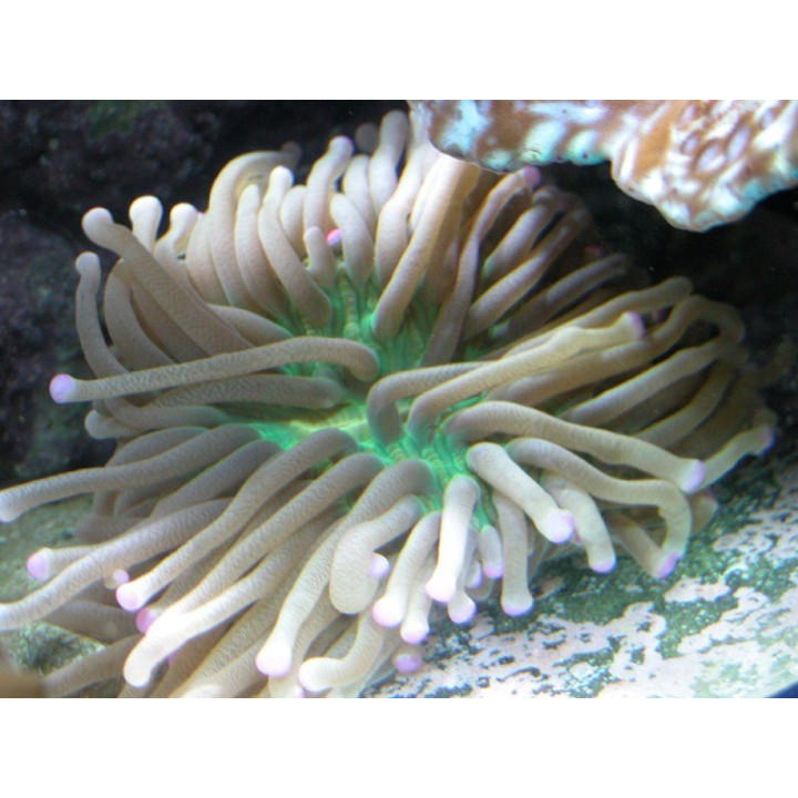 Heliofungia actiniformis