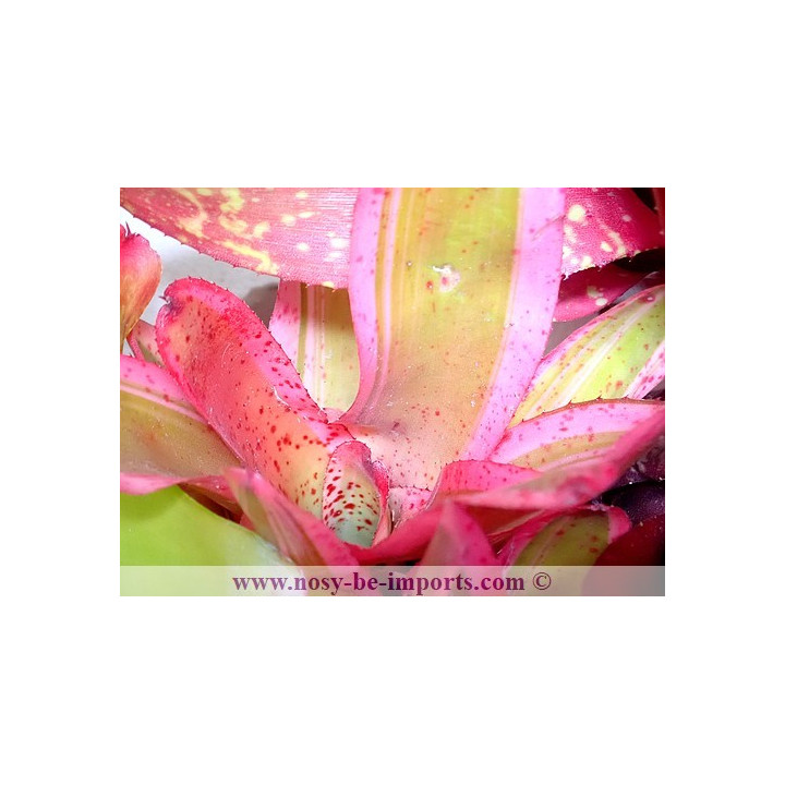 Neoregelia sp. Iphigenie