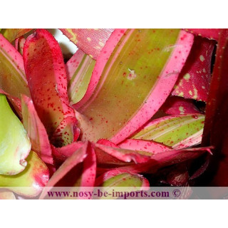 Neoregelia sp. Iphigenie