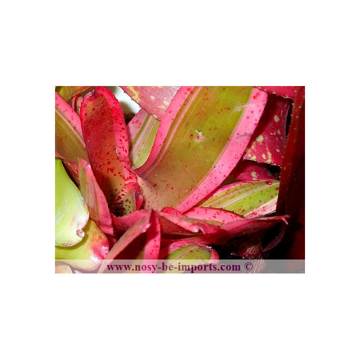 Neoregelia sp. Iphigenie