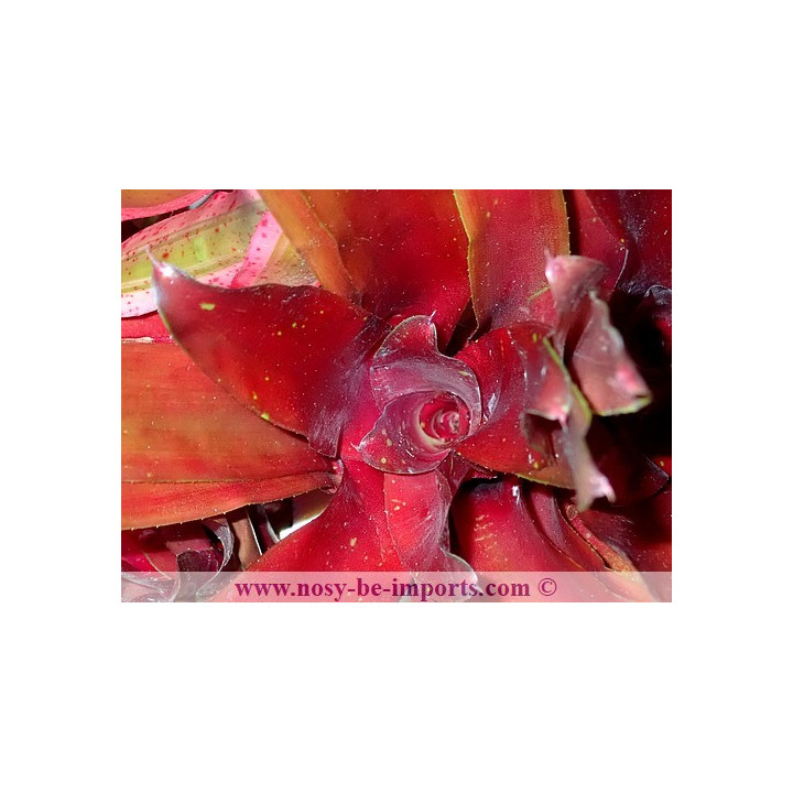 Neoregelia sp. "Royal Burgandy"