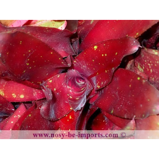 Neoregelia sp. "Royal Burgandy"