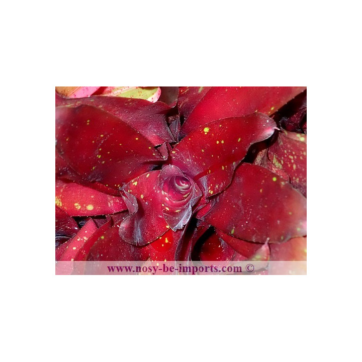 Neoregelia sp. "Royal Burgandy"
