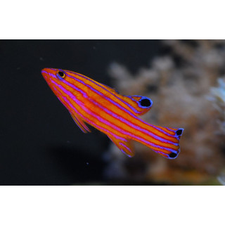 Liopropoma carmabi