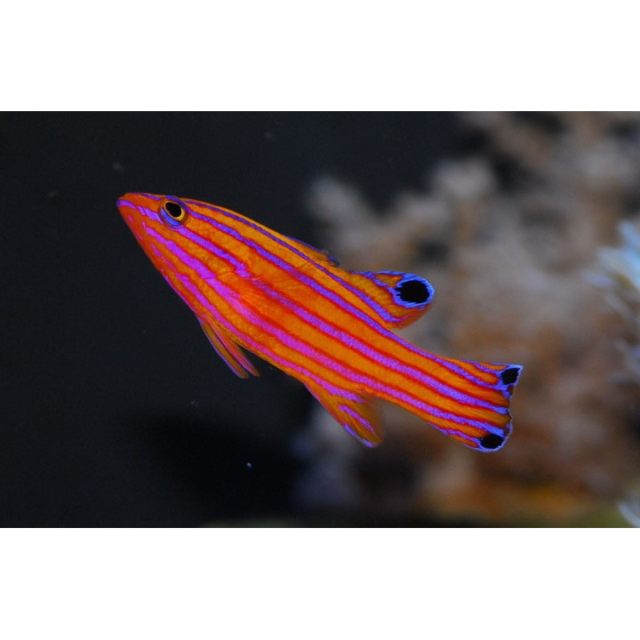 Liopropoma carmabi