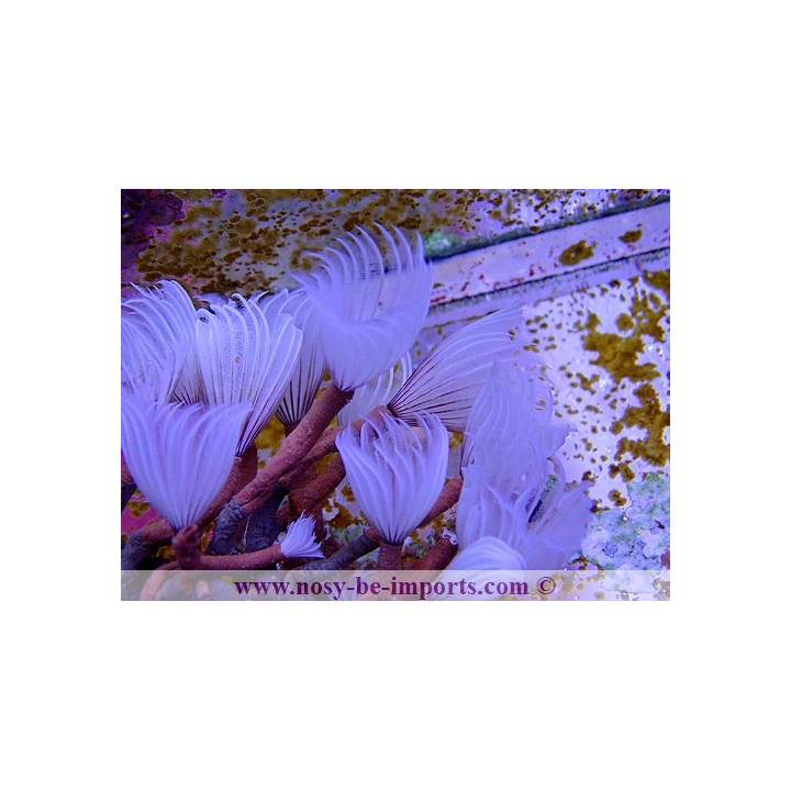 Bispira Brunnea