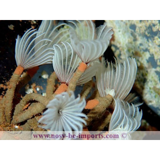 Bispira Brunnea
