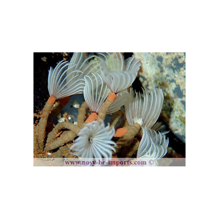 Bispira Brunnea