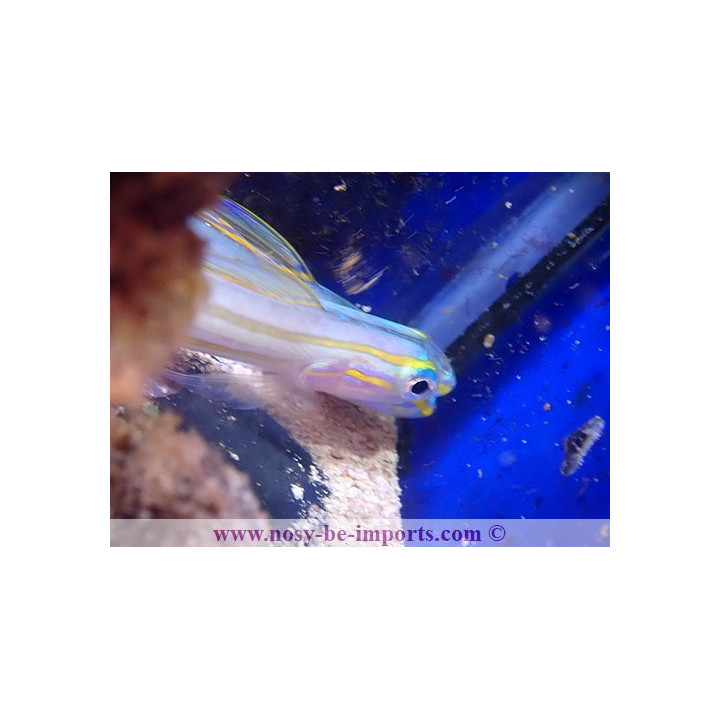 Ptereleotris grammica