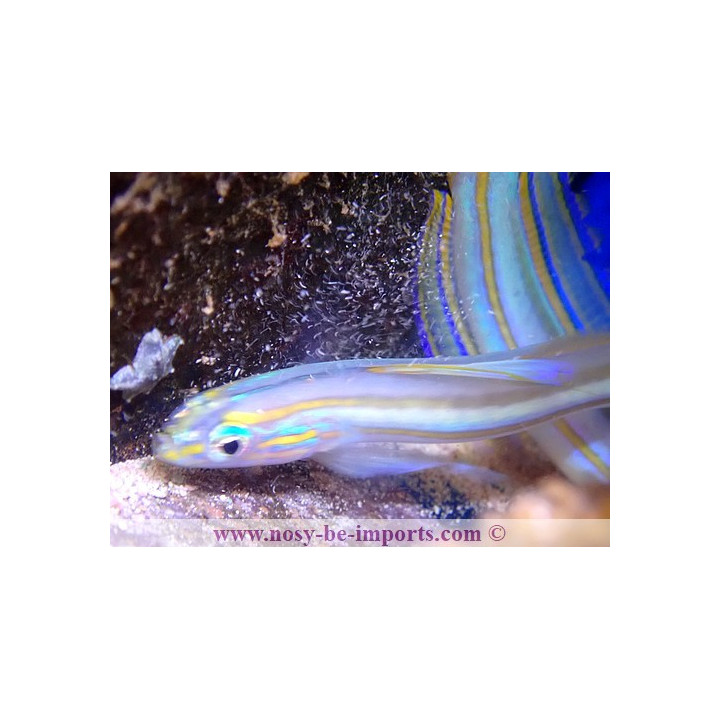Ptereleotris grammica