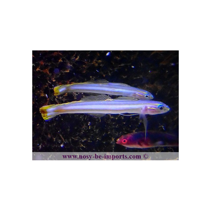 Ptereleotris grammica