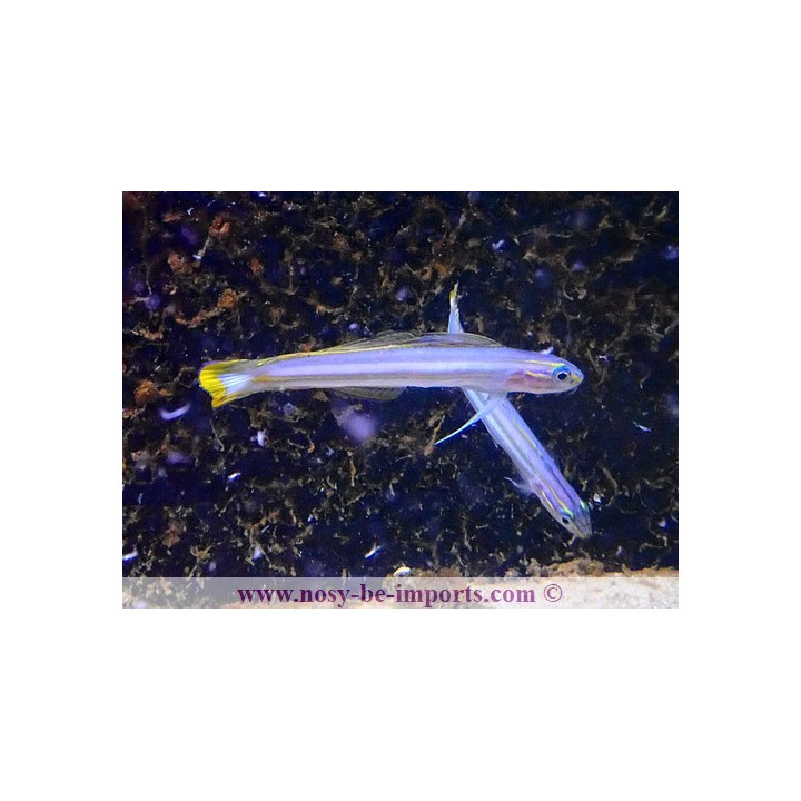 Ptereleotris grammica