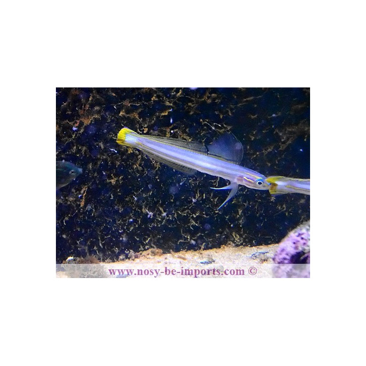 Ptereleotris grammica