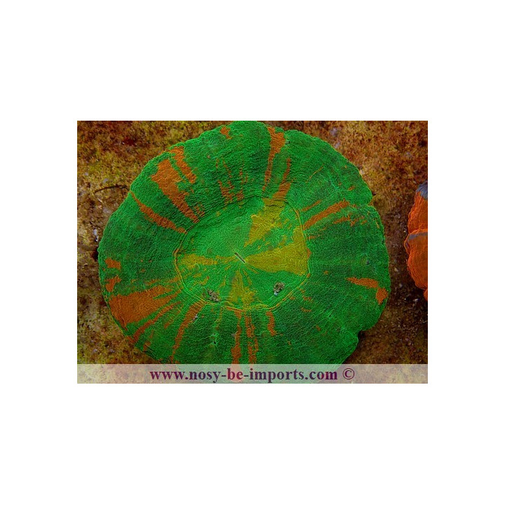 Scolymia australensis - Corail Australie - Acanthophyllia - Aquarium sur mesure
