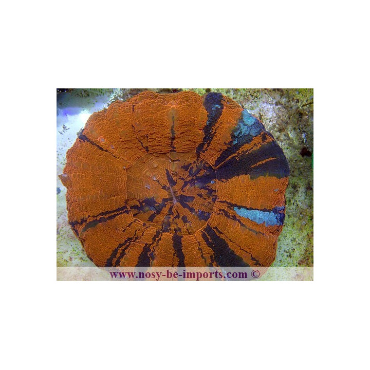 Scolymia australensis - Corail Australie - Acanthophyllia - Aquarium sur mesure