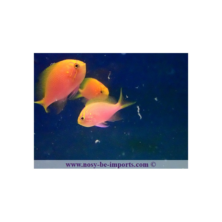 Serranocirrhites latus