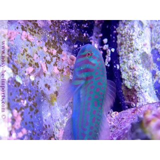 Gobiodon histrio