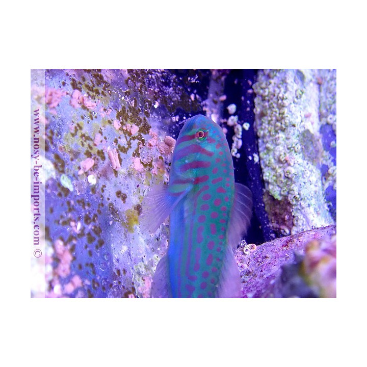 Gobiodon histrio