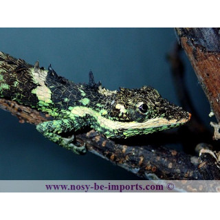 Cophotis ceylanica