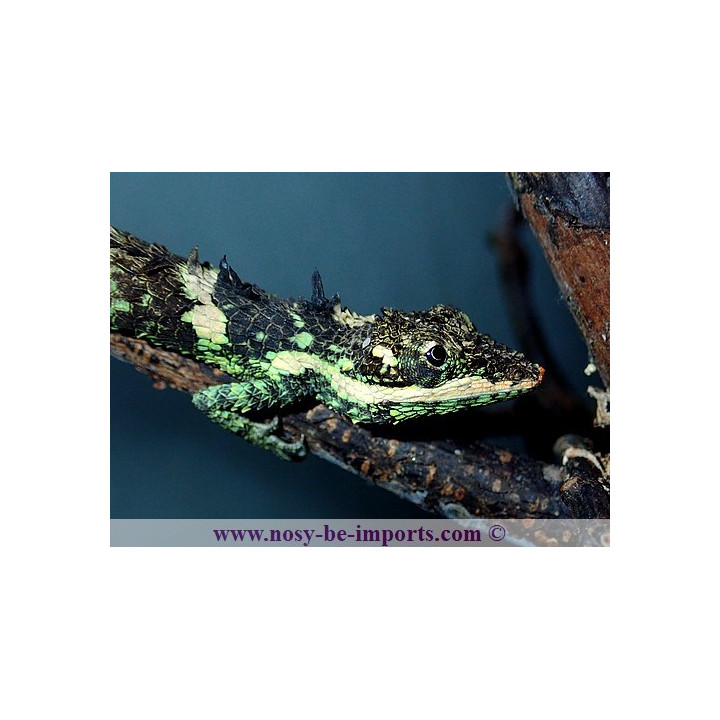 Cophotis ceylanica