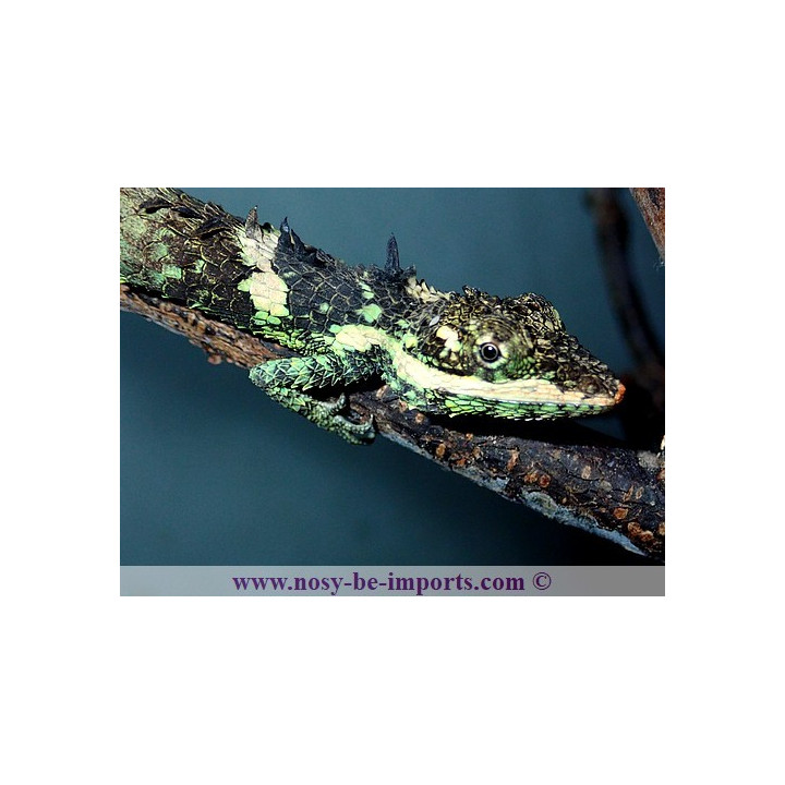 Cophotis ceylanica