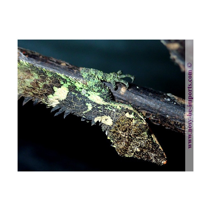 Cophotis ceylanica