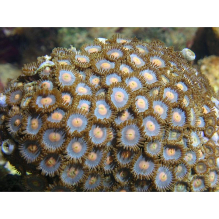Zoanthus colorés