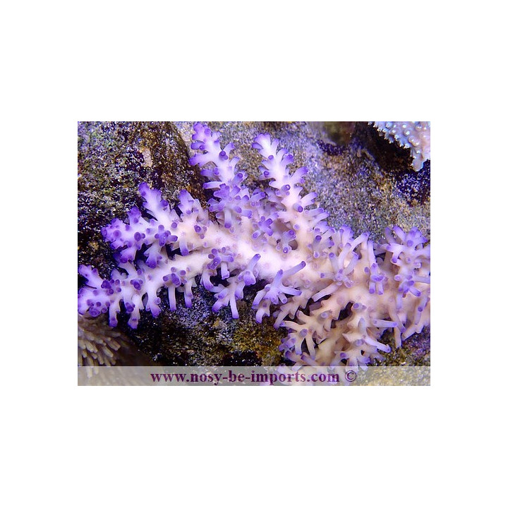 Acropora echinata Ice fire