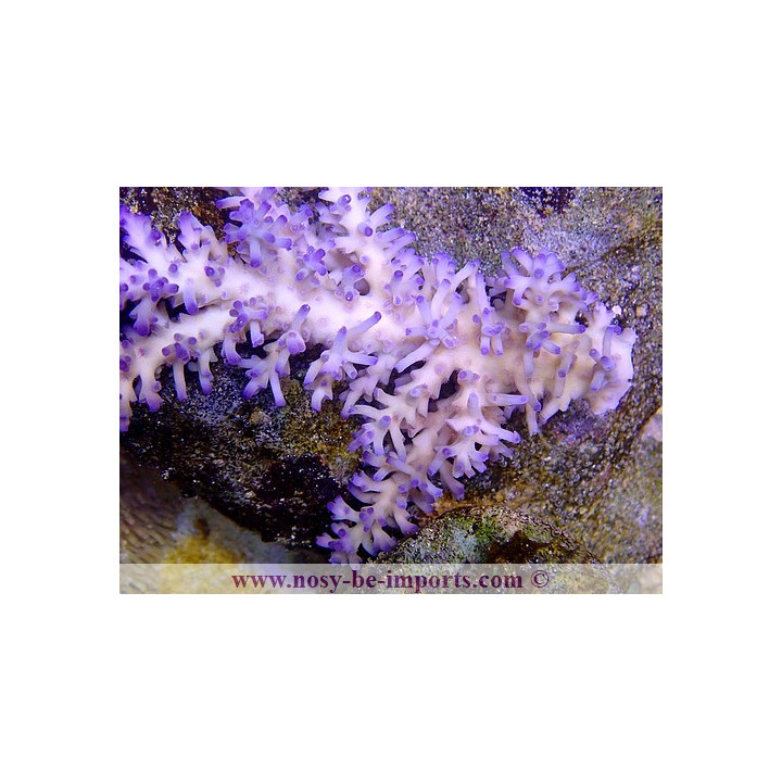 Acropora echinata Ice fire