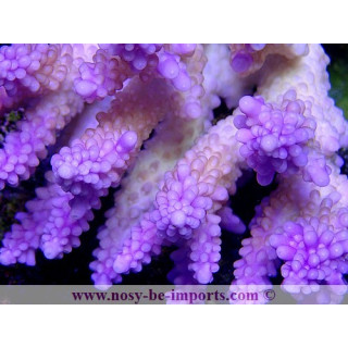 Acropora cerealis violet