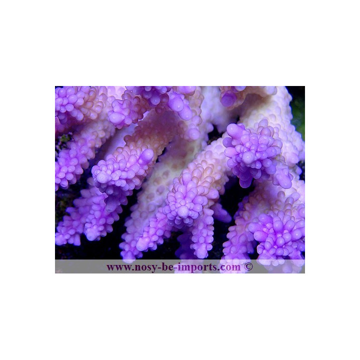 Acropora cerealis violet