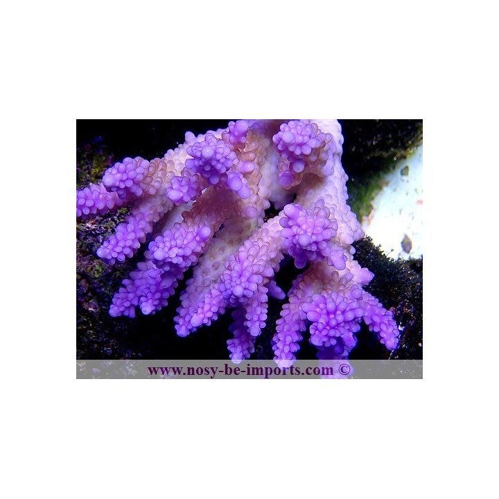 Acropora cerealis violet