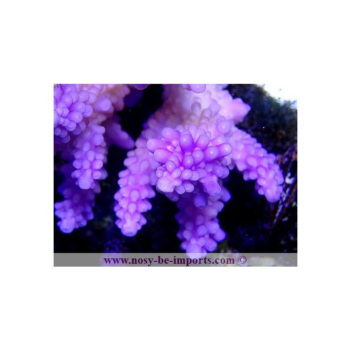 Acropora cerealis violet