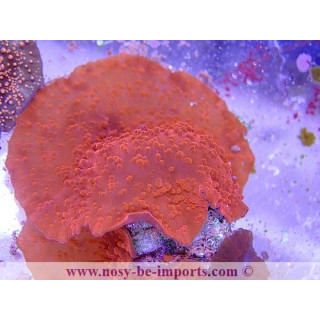 Actinodiscus sp. super rouge