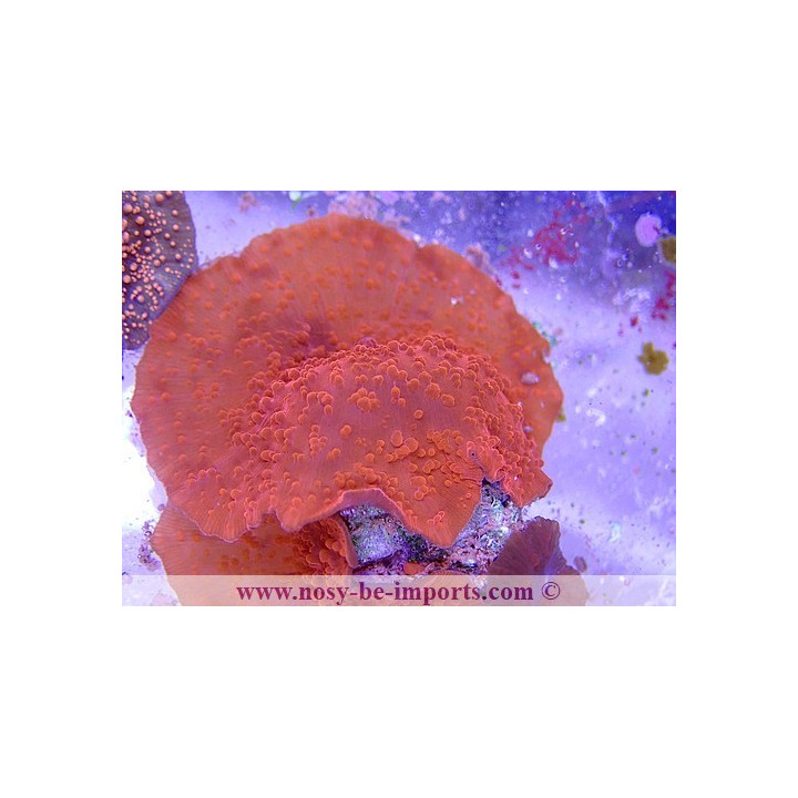 Actinodiscus sp. super rouge