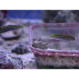 Amblygobius hectori - poisson herbivore - poisson marin - aquarium sur mesure