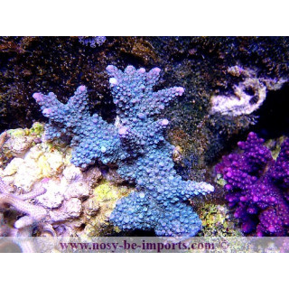 Acropora formosa vert pointes bleues