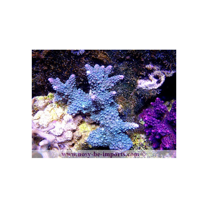 Acropora formosa vert pointes bleues