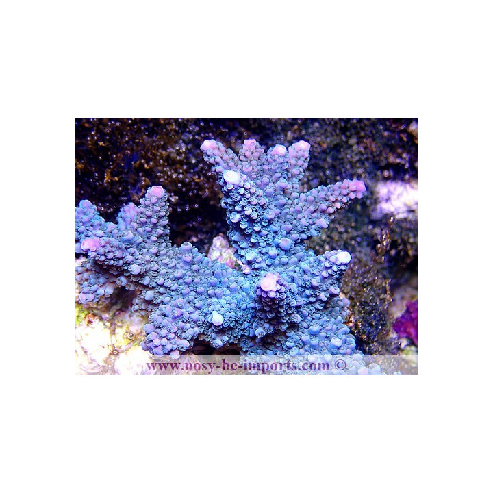 Acropora formosa vert pointes bleues