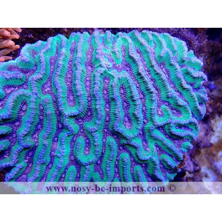 Platygyra sp. Australie XXXL