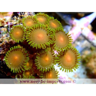 Zoanthus sp. Australie