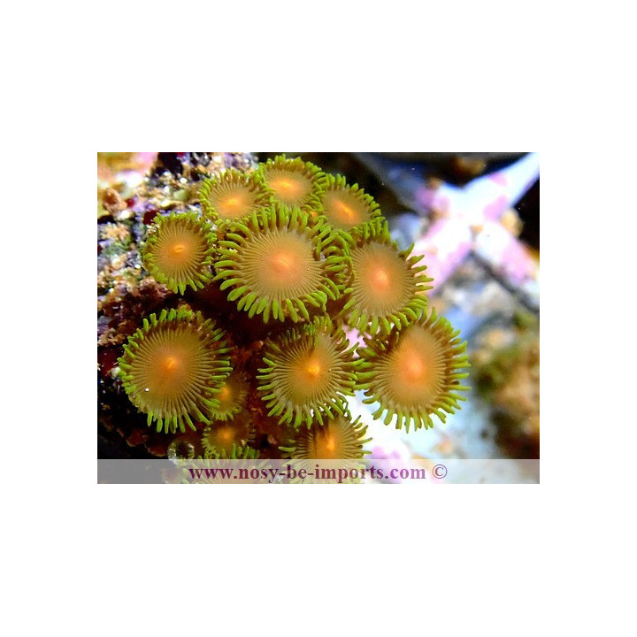 Zoanthus sp. Australie