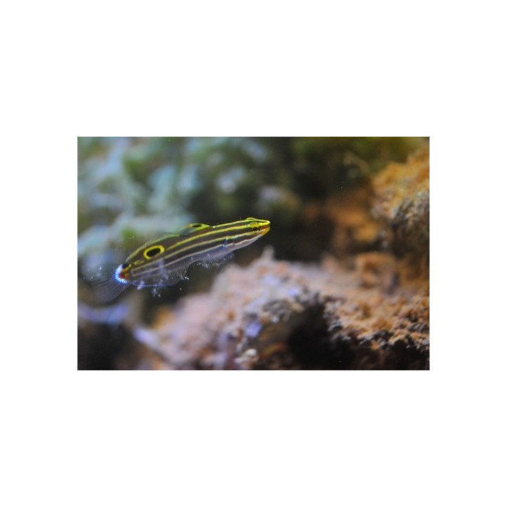 Amblygobius hectori - poisson herbivore - poisson marin - aquarium sur mesure