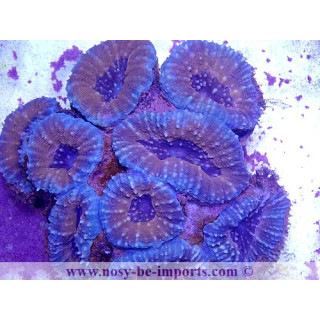 Lobophyllia corymbosa Australie XXL