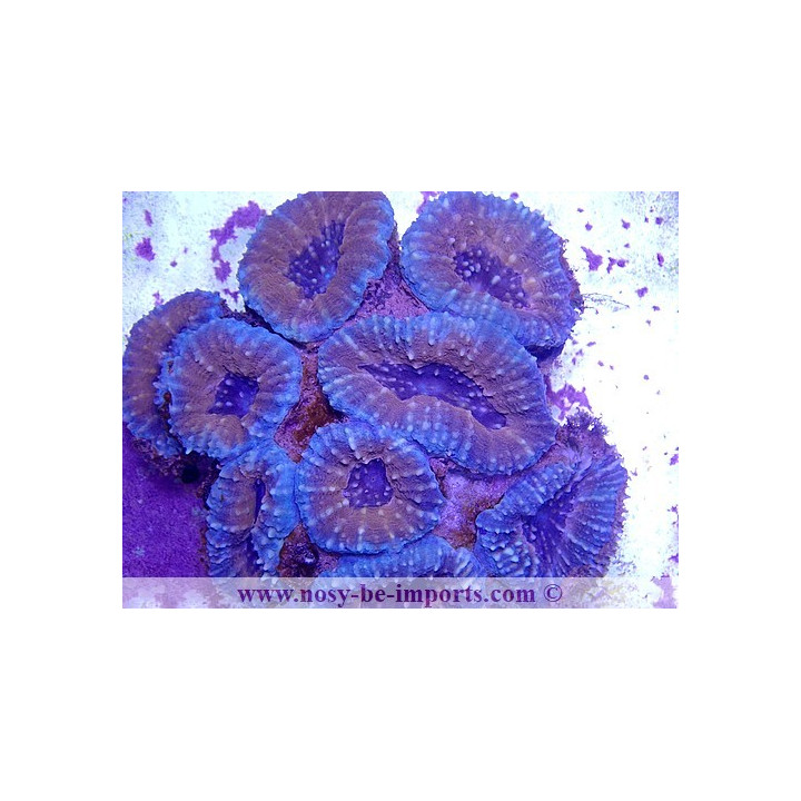 Lobophyllia corymbosa Australie XXL