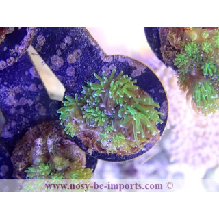 Galaxea fascicularis bouture