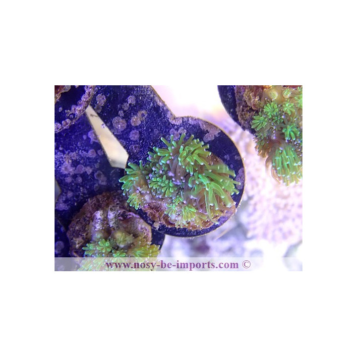 Galaxea fascicularis bouture