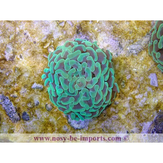 Euphyllia parancora vert S